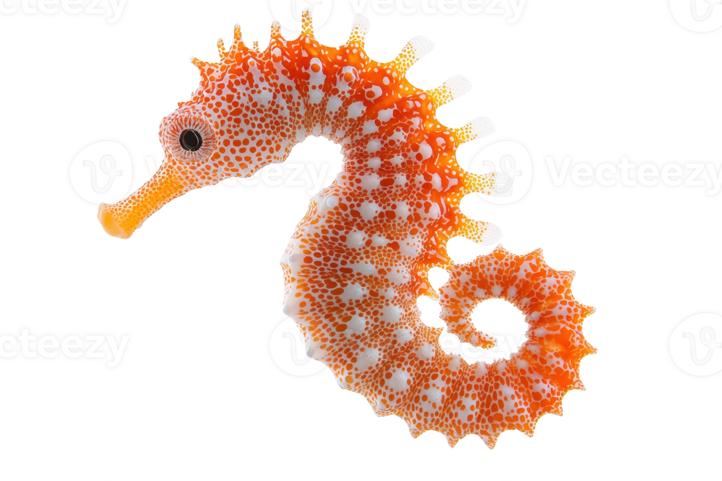 A vibrant orange seahorse with intricate patterns and a curled tail, showcasing its unique shape and features. png
