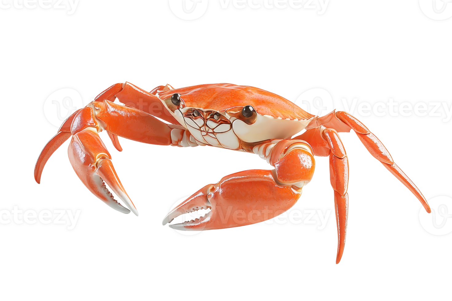 A vibrant orange crab with large pincers and a distinct shell, showcasing its detailed features and formidable claws. png