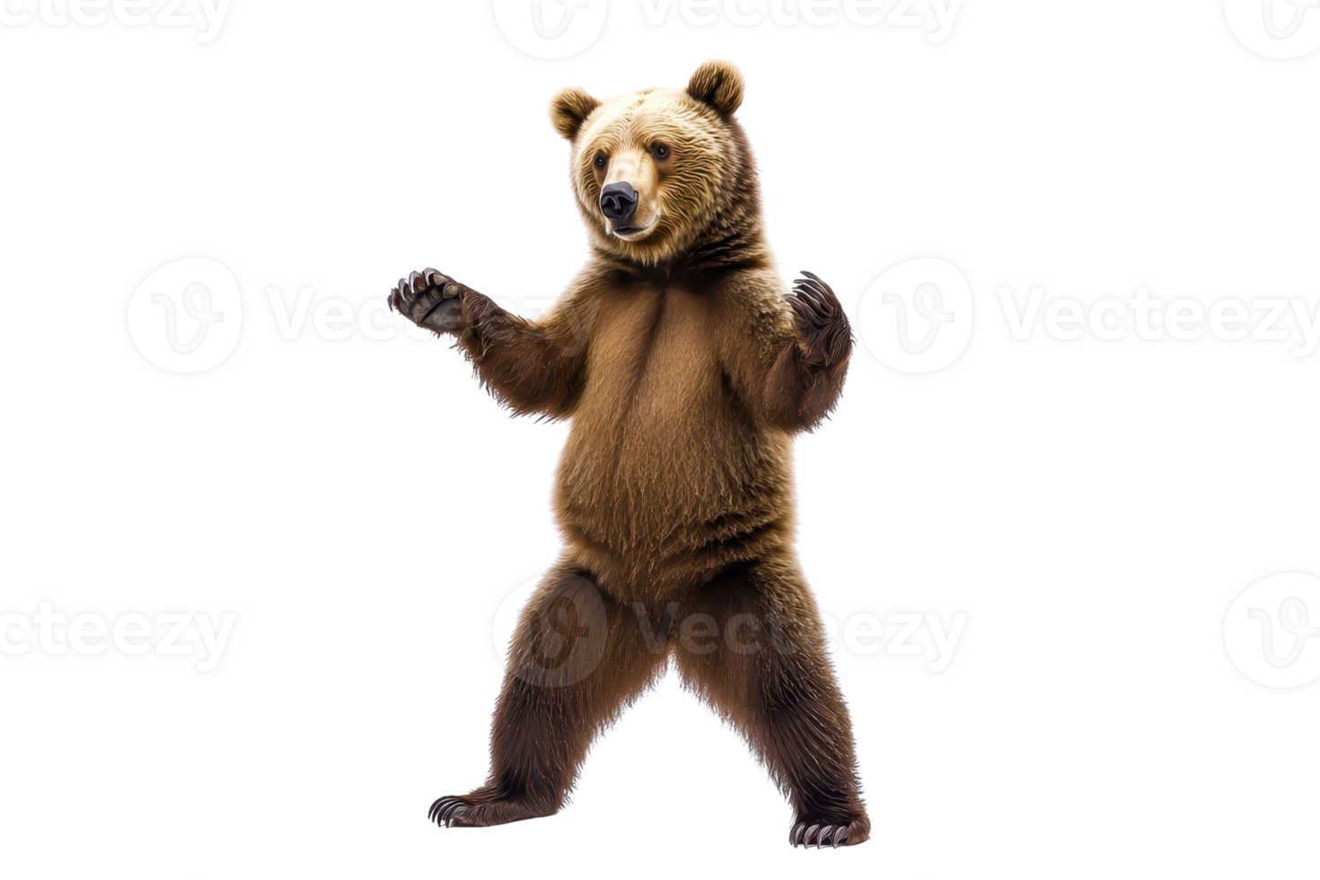 A standing bear with a robust physique and a playful stance, showcasing its thick fur and expressive features. png