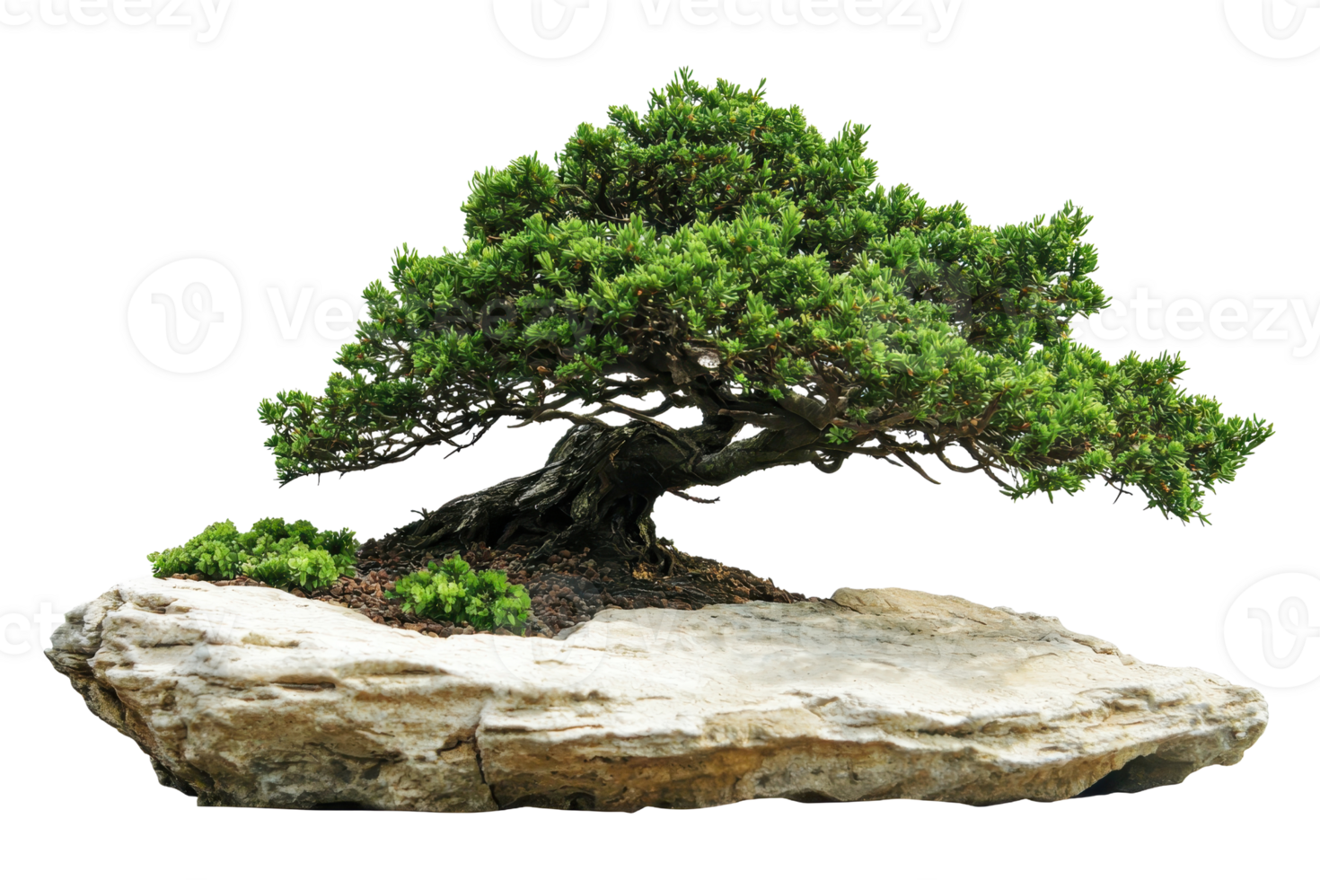 A beautifully styled bonsai tree rests on a natural stone base, showcasing intricate branches and vibrant green foliage. png