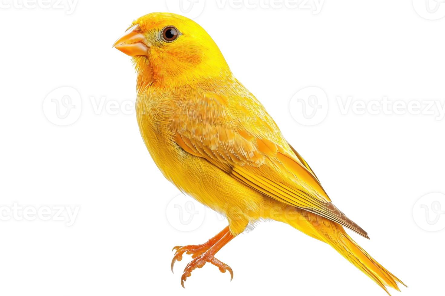 A vibrant yellow canary with a sleek body and delicate features, showcasing its bright plumage and lively stance. png