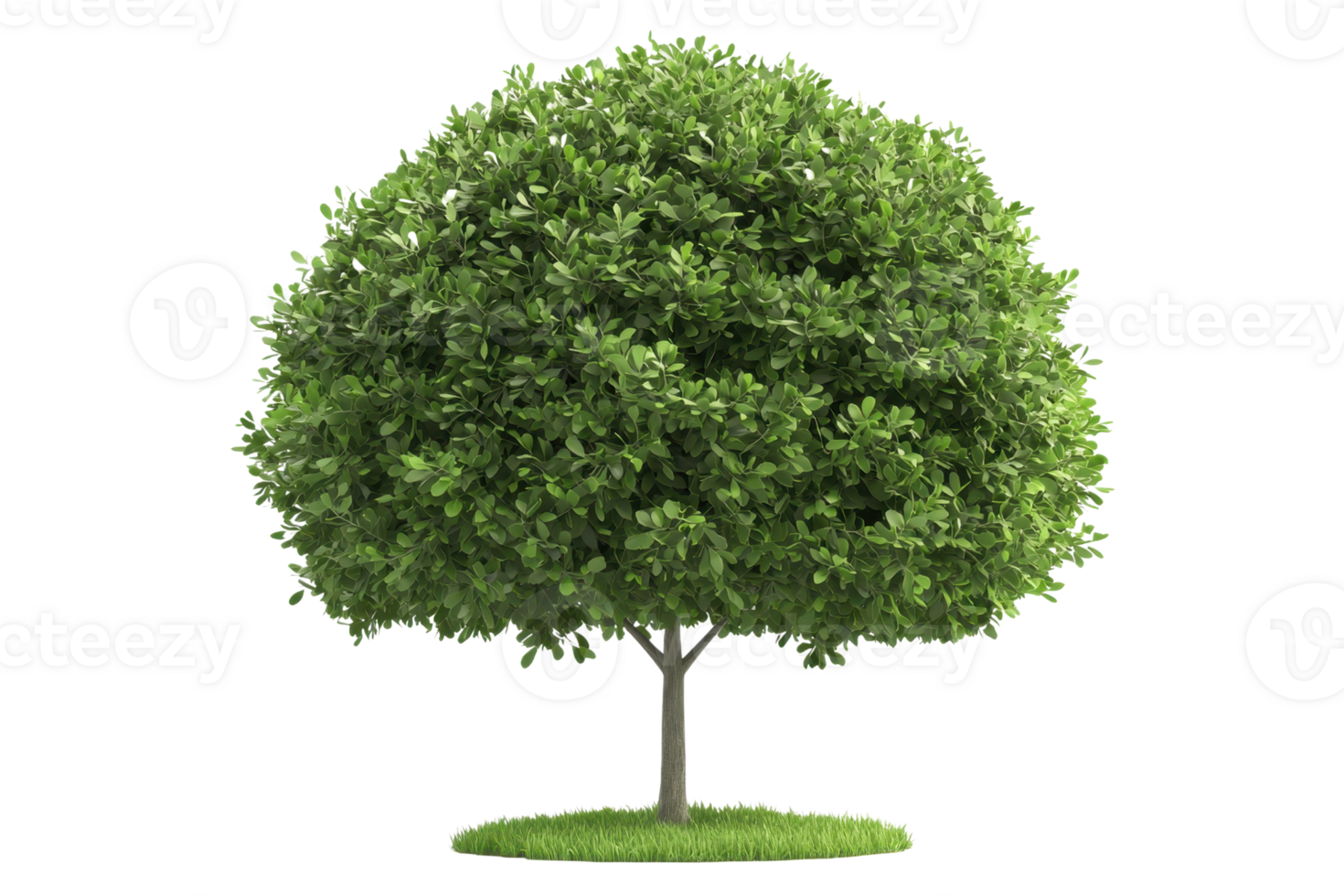 A lush green tree with a rounded canopy and sturdy trunk on a grassy base. png