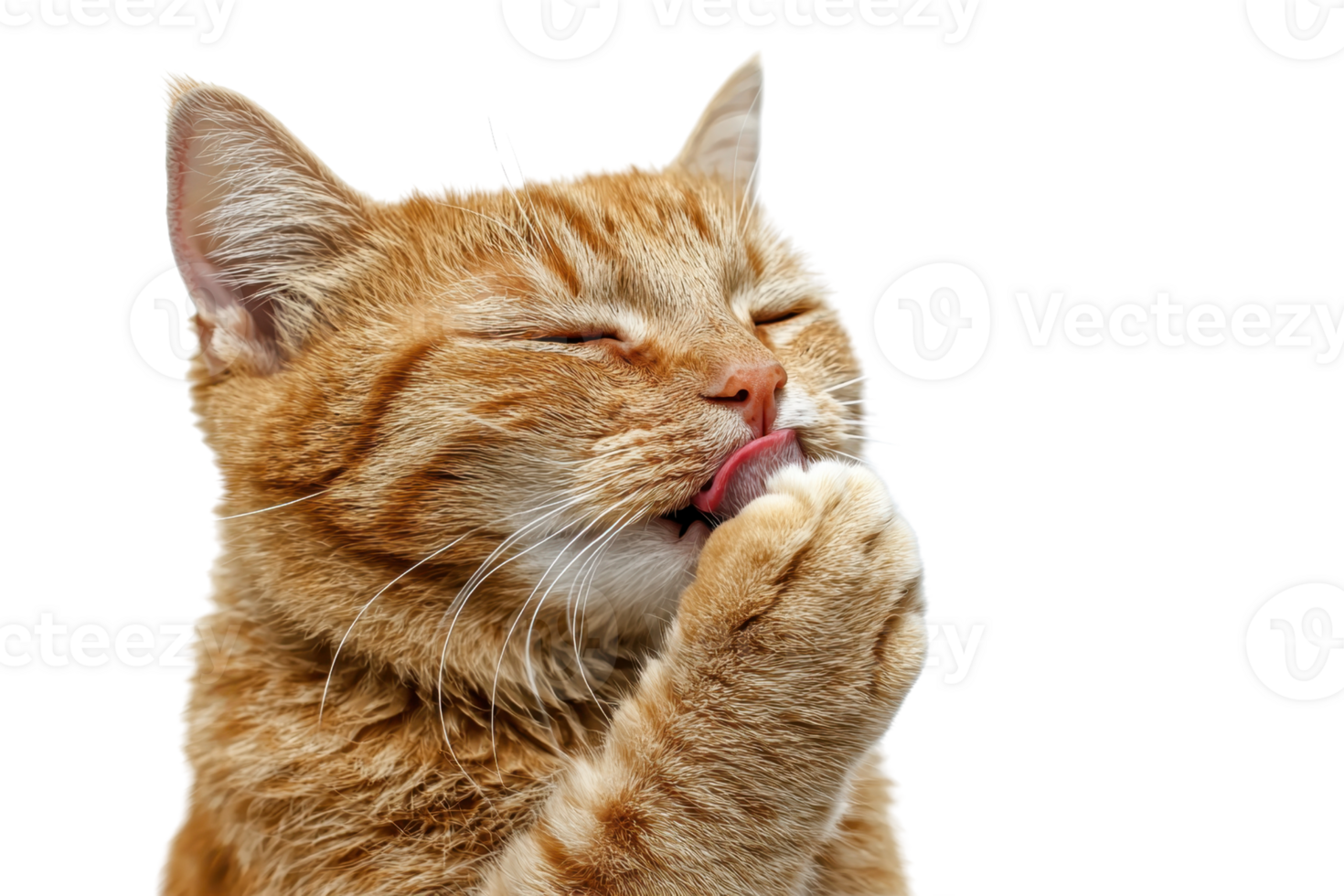 An orange tabby cat licking its paw, showcasing a relaxed and content expression. png