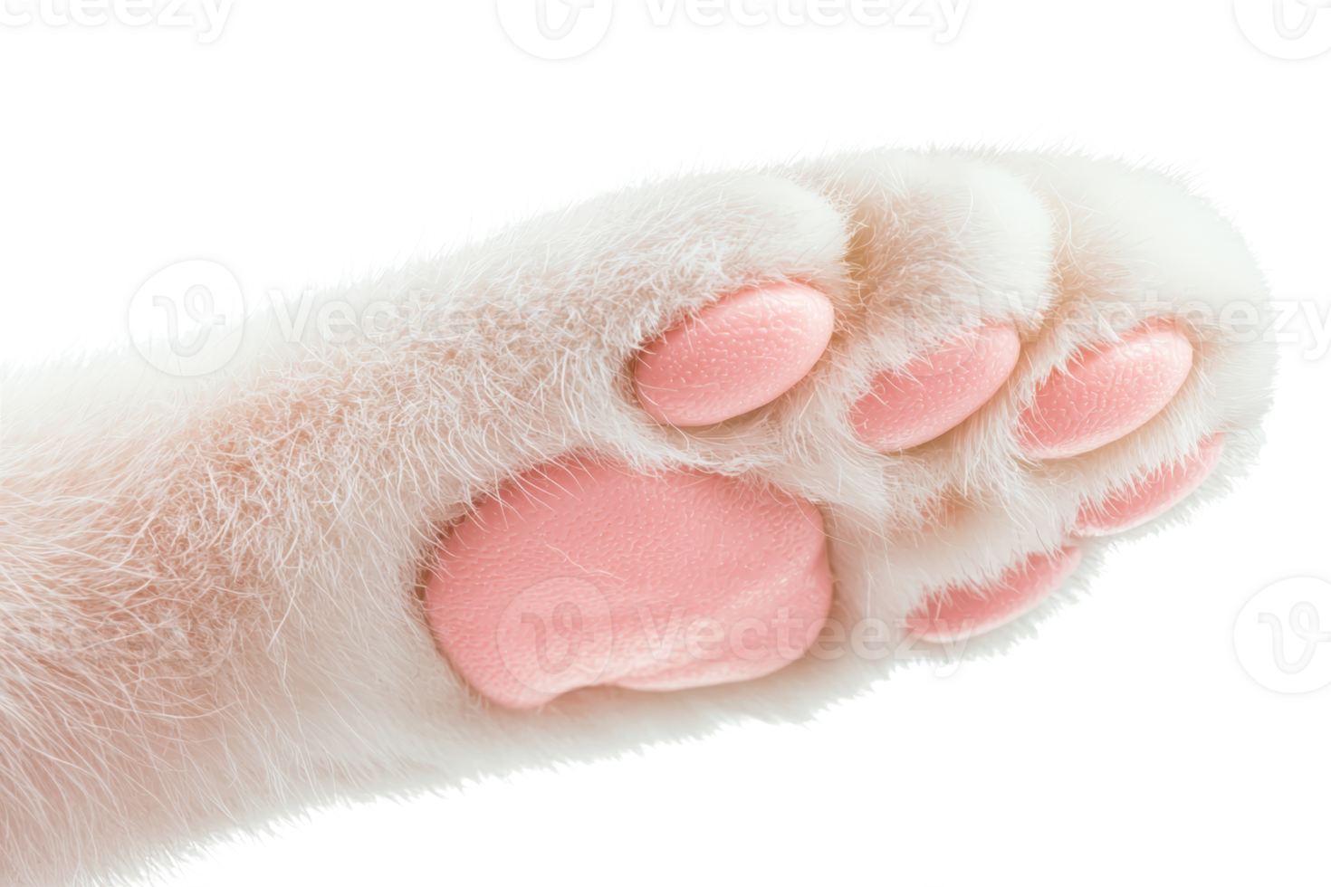 A close-up of a fluffy cat paw with pink pads, showcasing its soft texture against a black background. png