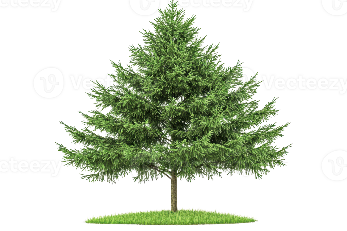 A lush green pine tree with dense foliage and a sturdy trunk, standing tall and vibrant. png