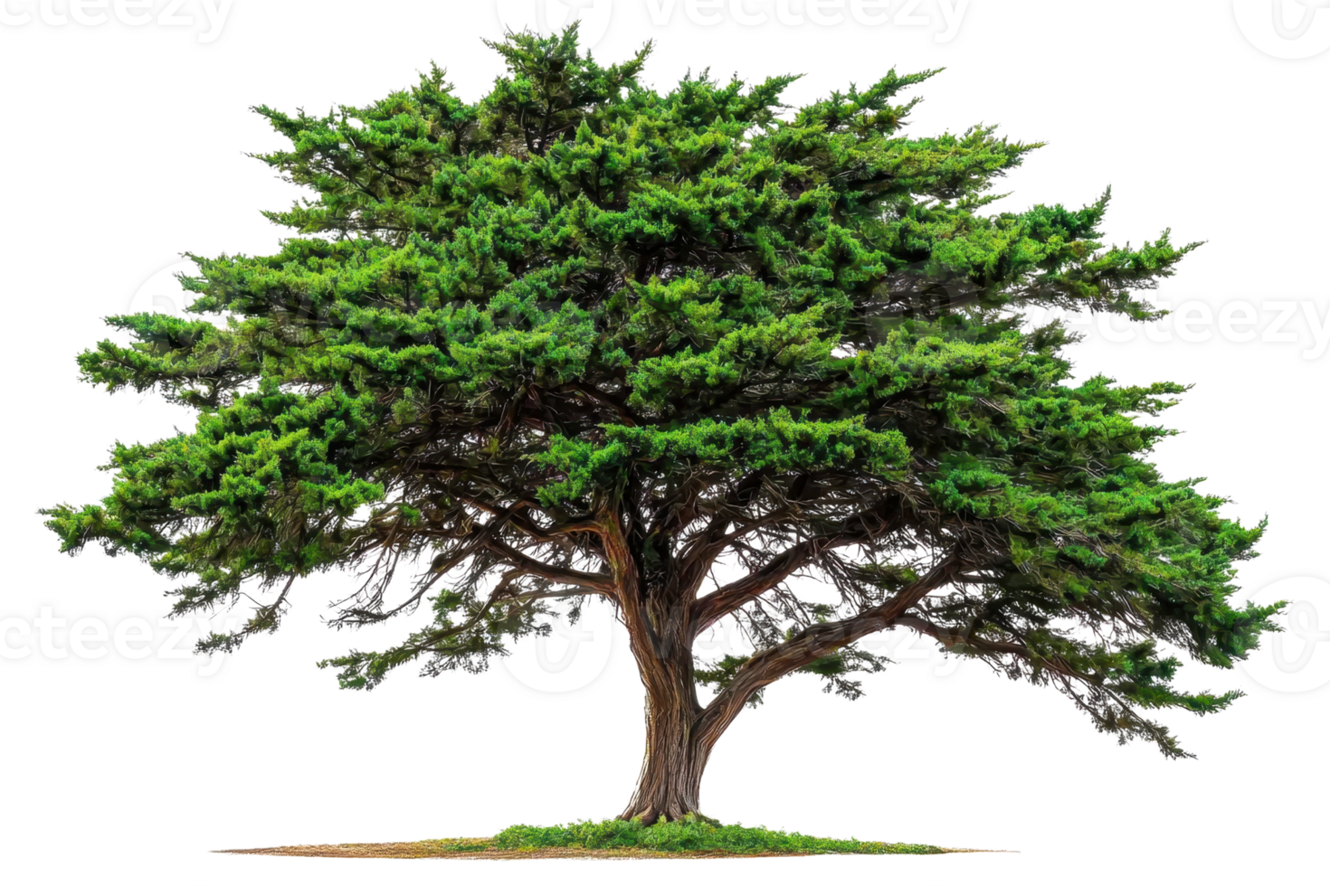 A lush, green tree with a broad canopy and sturdy trunk, showcasing vibrant foliage and a strong, inviting presence. png
