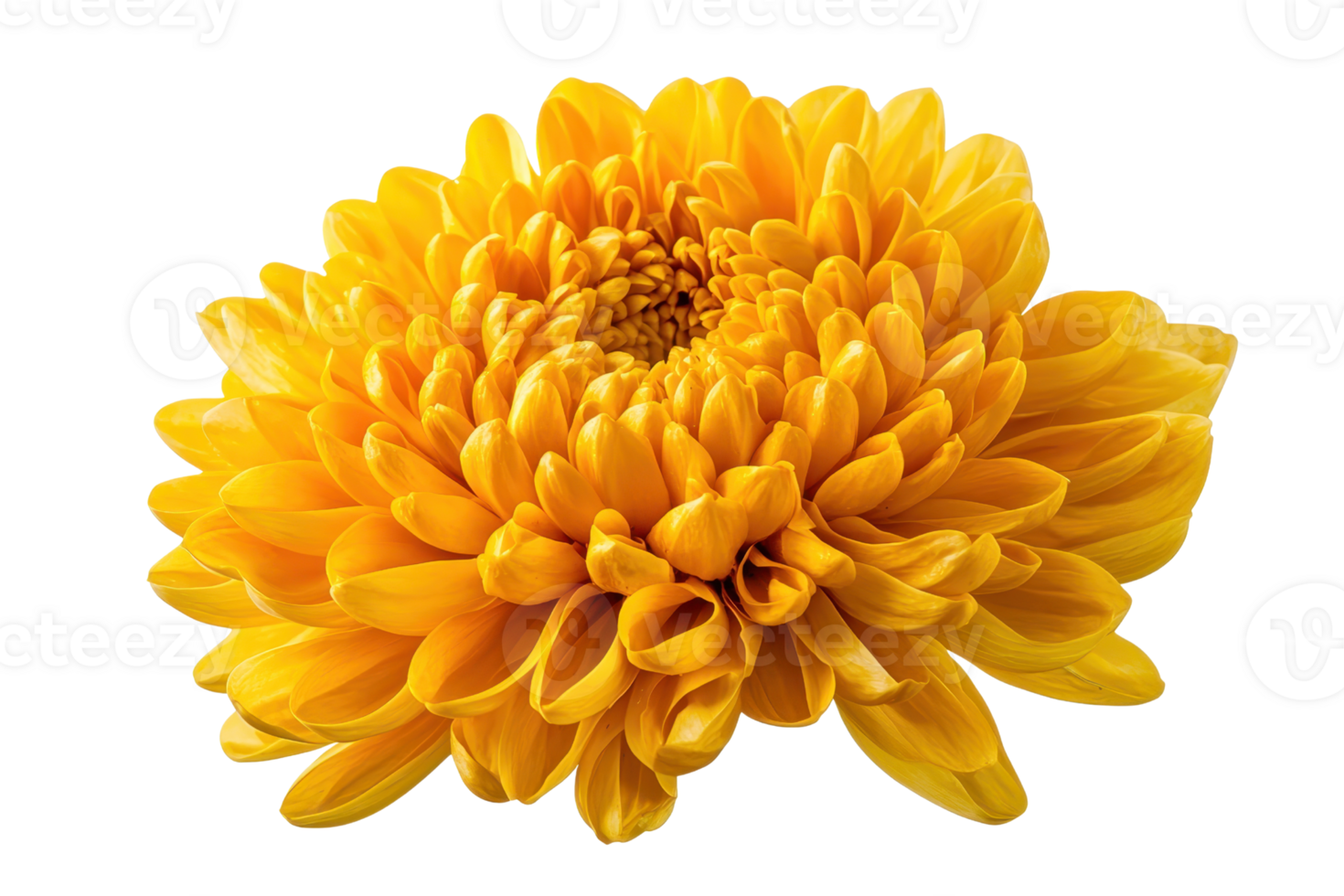 A vibrant yellow chrysanthemum flower showcasing numerous delicate petals arranged in a spiral pattern. png