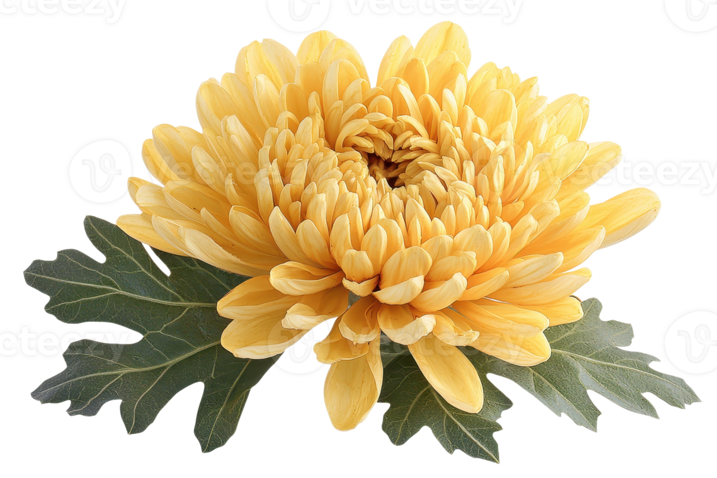 A vibrant yellow chrysanthemum flower with layered petals and green leaves. png