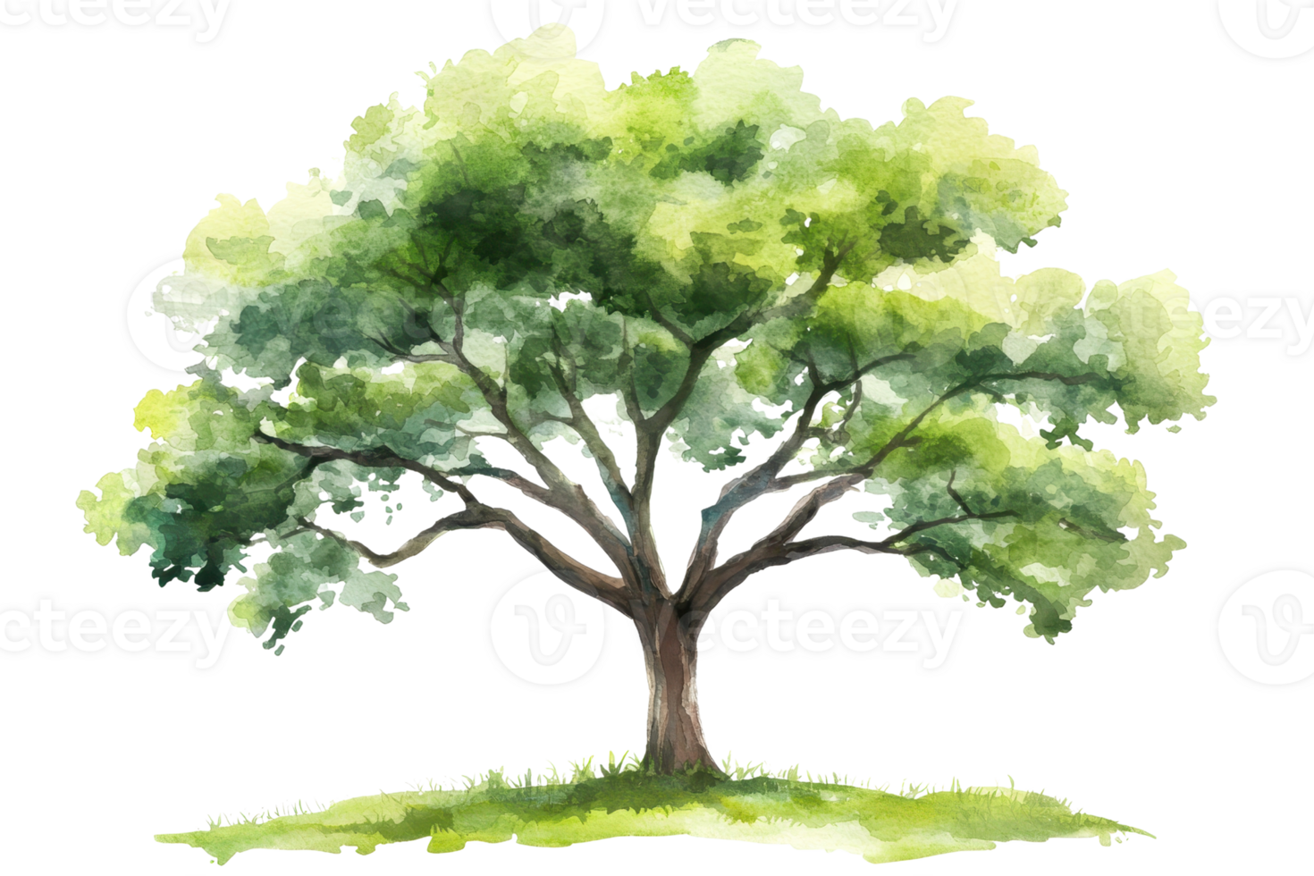 A lush, green tree with a wide canopy and strong branches, depicted in a watercolor style. png