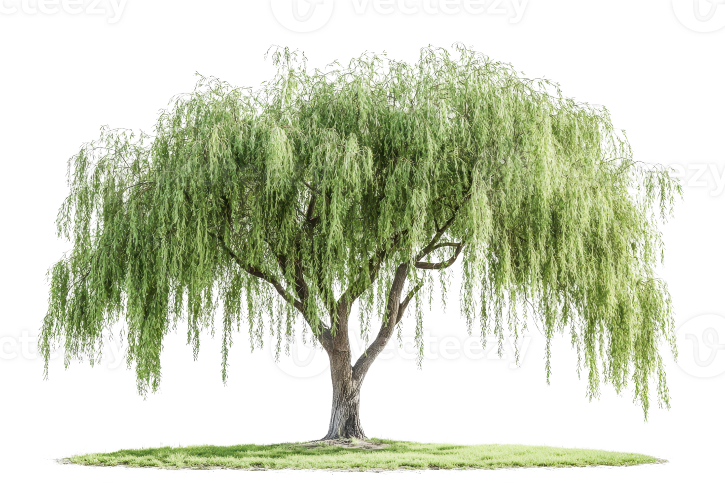 A lush, green willow tree with long, drooping branches. png