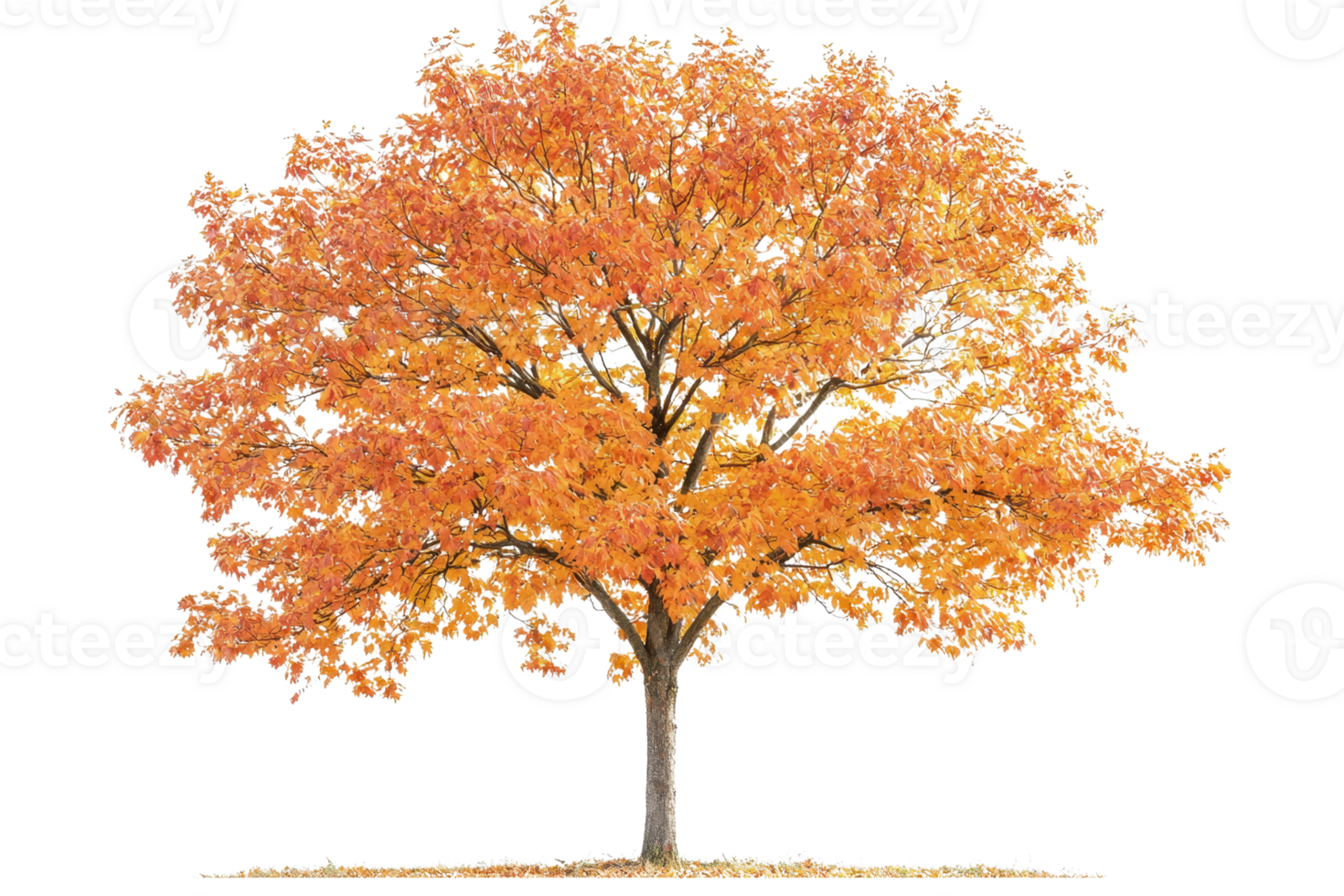 A vibrant autumn tree with striking orange foliage, showcasing a robust trunk and expansive canopy. png