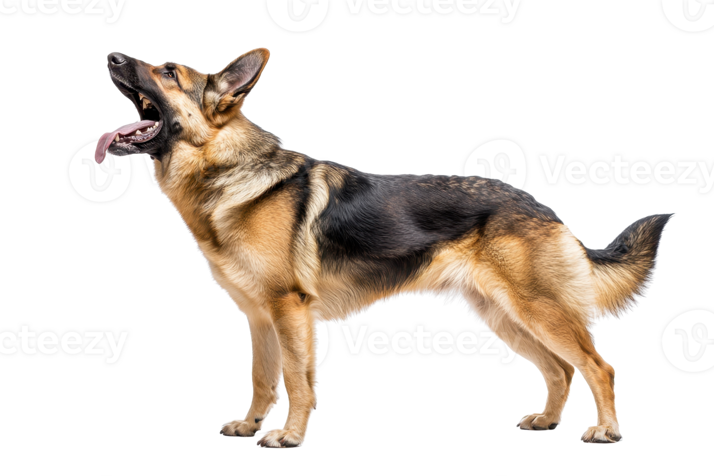 A German Shepherd dog standing gracefully, with its tongue out and ears perked, showcasing its strong and agile physique. png