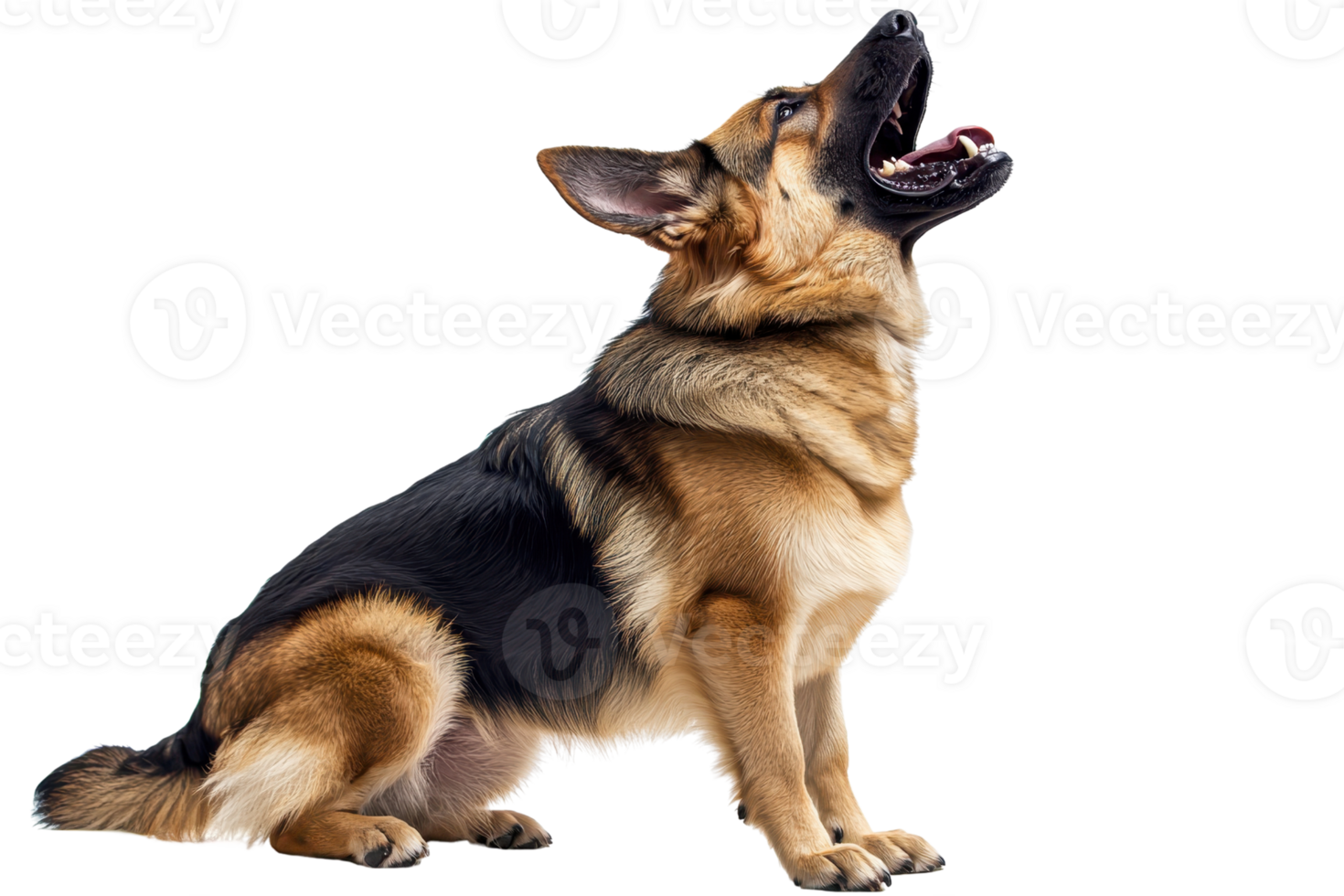 A German Shepherd sits upright, mouth open in a howl, showcasing its strong posture and distinctive coat pattern. png