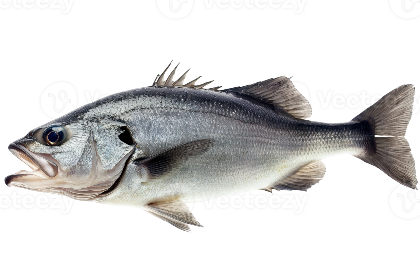 A detailed image of a fish showcasing its sleek body, prominent fins, and distinct features, highlighting its aquatic nature. png