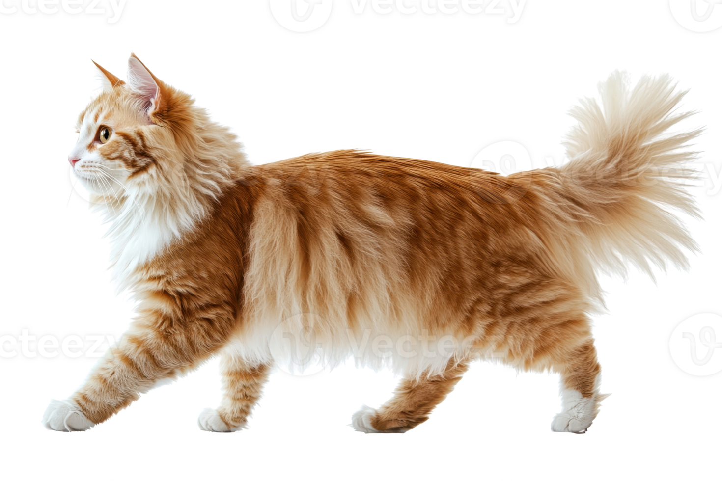 A fluffy orange cat walks gracefully, showcasing its long fur and playful demeanor. png