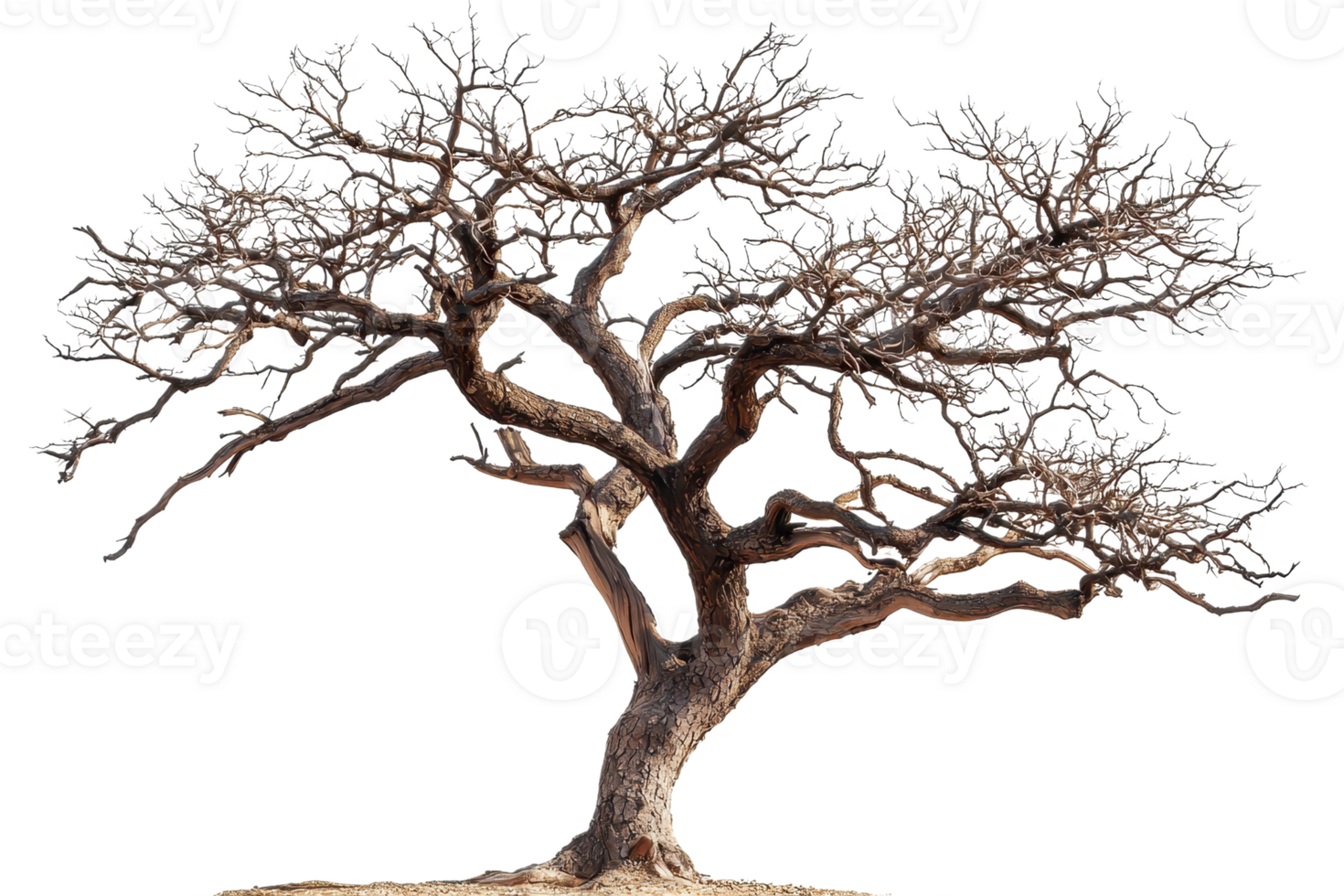 A gnarled, leafless tree with intricate branches, showcasing its unique structure and texture in a striking shape. png