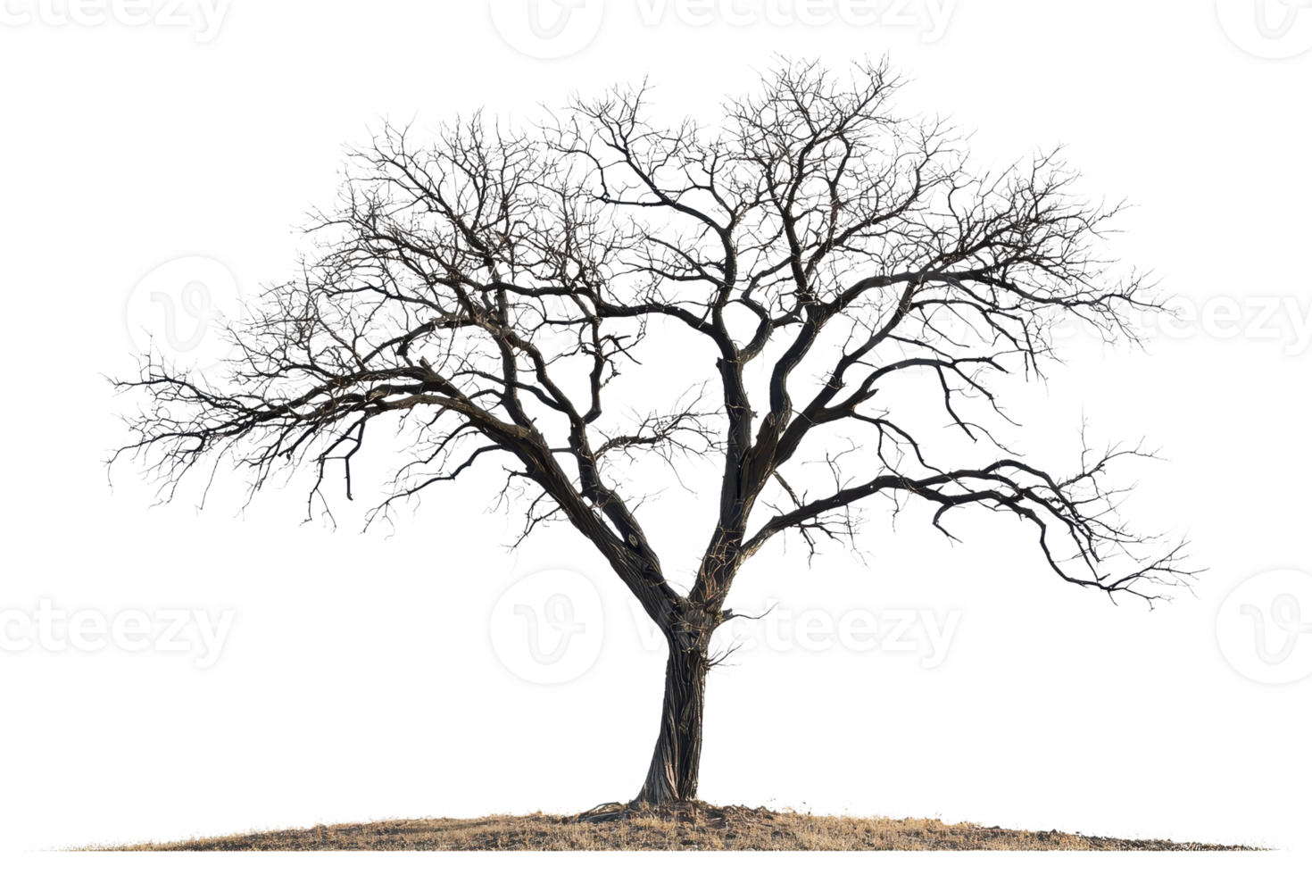 A solitary, bare tree with intricate branches and a textured trunk, showcasing an organic silhouette. png