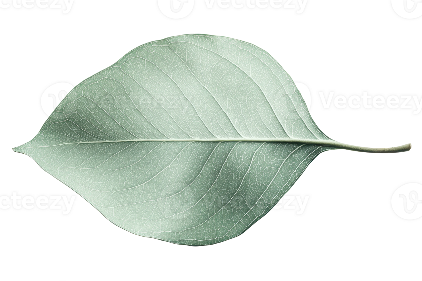 A smooth, pale green leaf with prominent veins and a gently curved shape. png