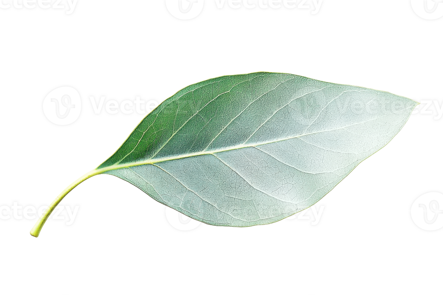 A single green leaf with prominent veins and a smooth texture, showcasing its natural form. png
