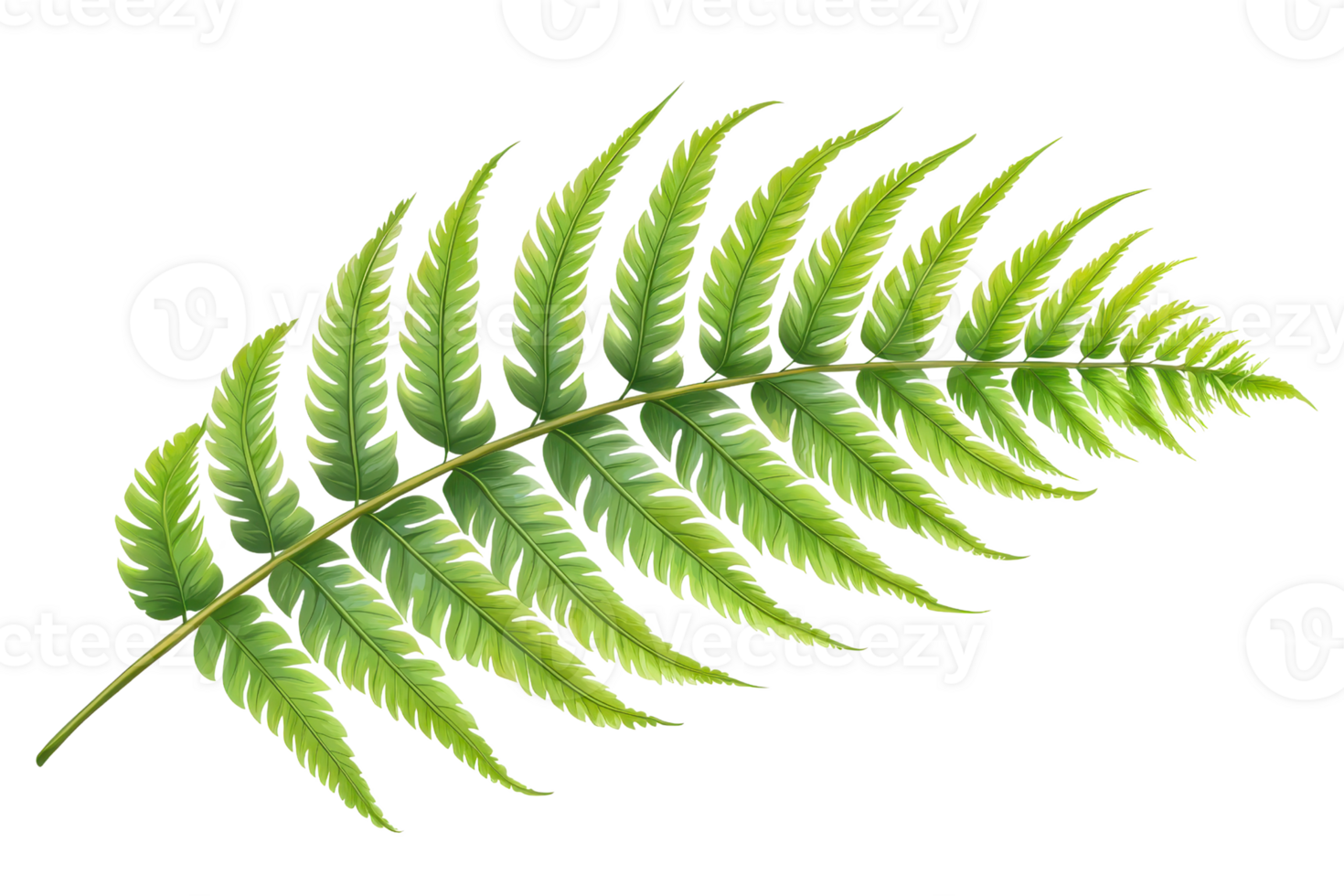 A detailed green fern leaf showcasing its intricate fronds and vibrant coloration. png