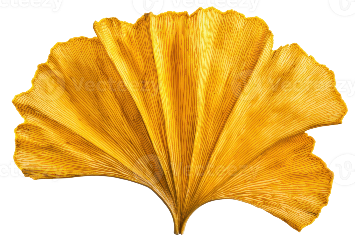 A vibrant yellow ginkgo leaf with fan-shaped lobes, showcasing intricate veining and unique texture. png