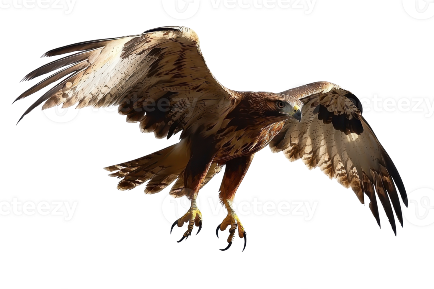A majestic hawk in mid-flight, showcasing its powerful wings and sharp talons, exemplifying grace and strength. png
