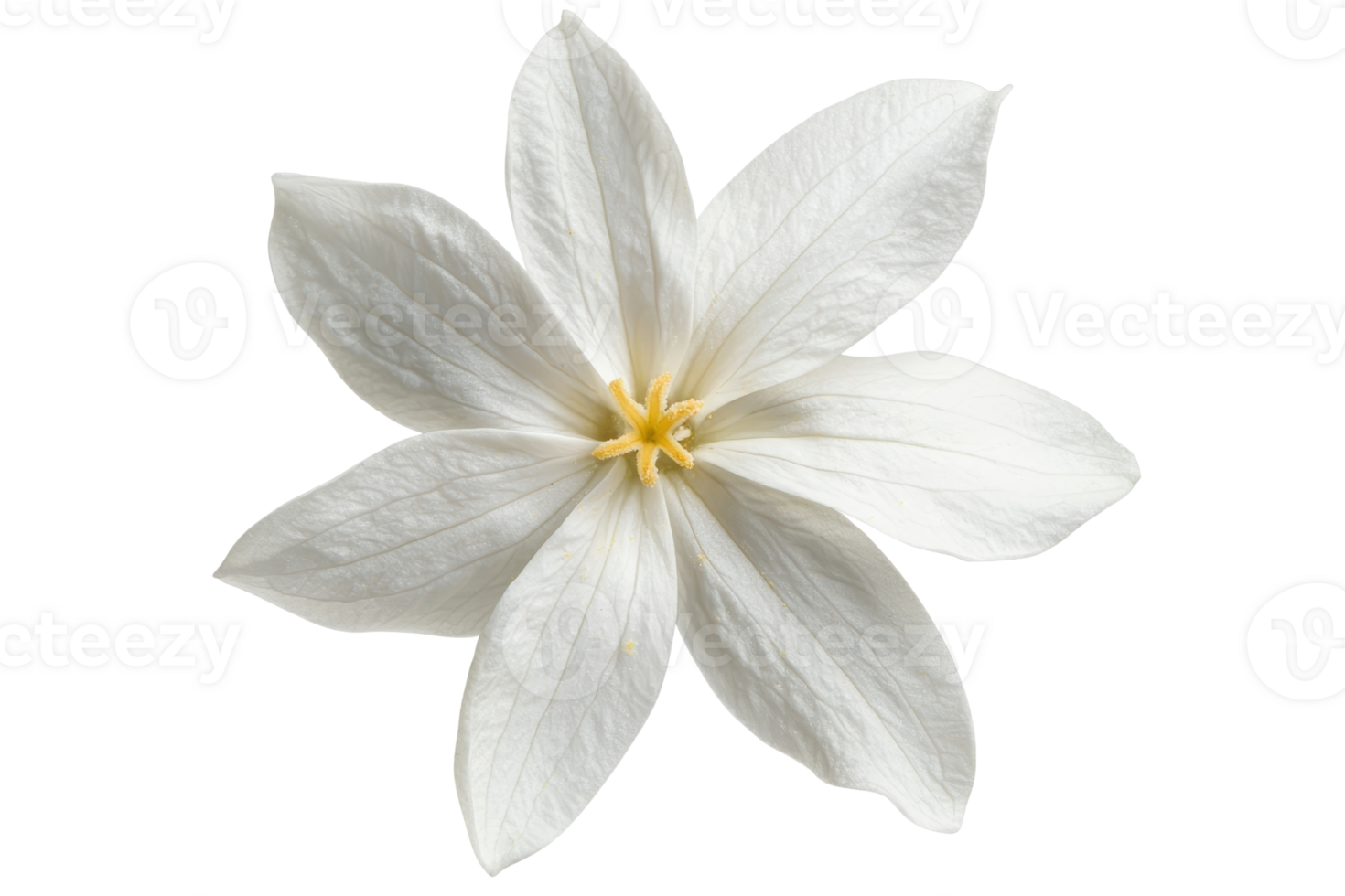 A delicate white flower with six petals and a yellow center, showcasing intricate details and a soft texture. png