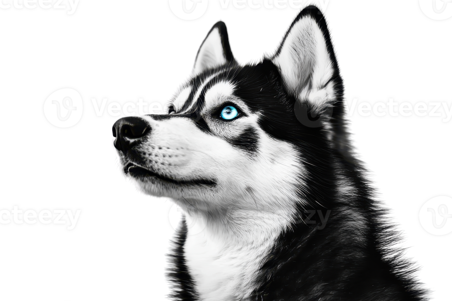 A close-up portrait of a Siberian Husky with striking blue eyes and a thick black and white coat, showcasing its majestic and alert demeanor. png
