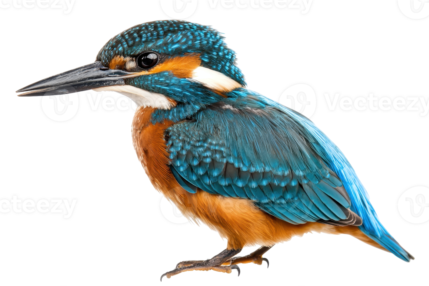 A vividly colored kingfisher with striking blue and orange plumage, showcasing its sharp beak and distinct features. png