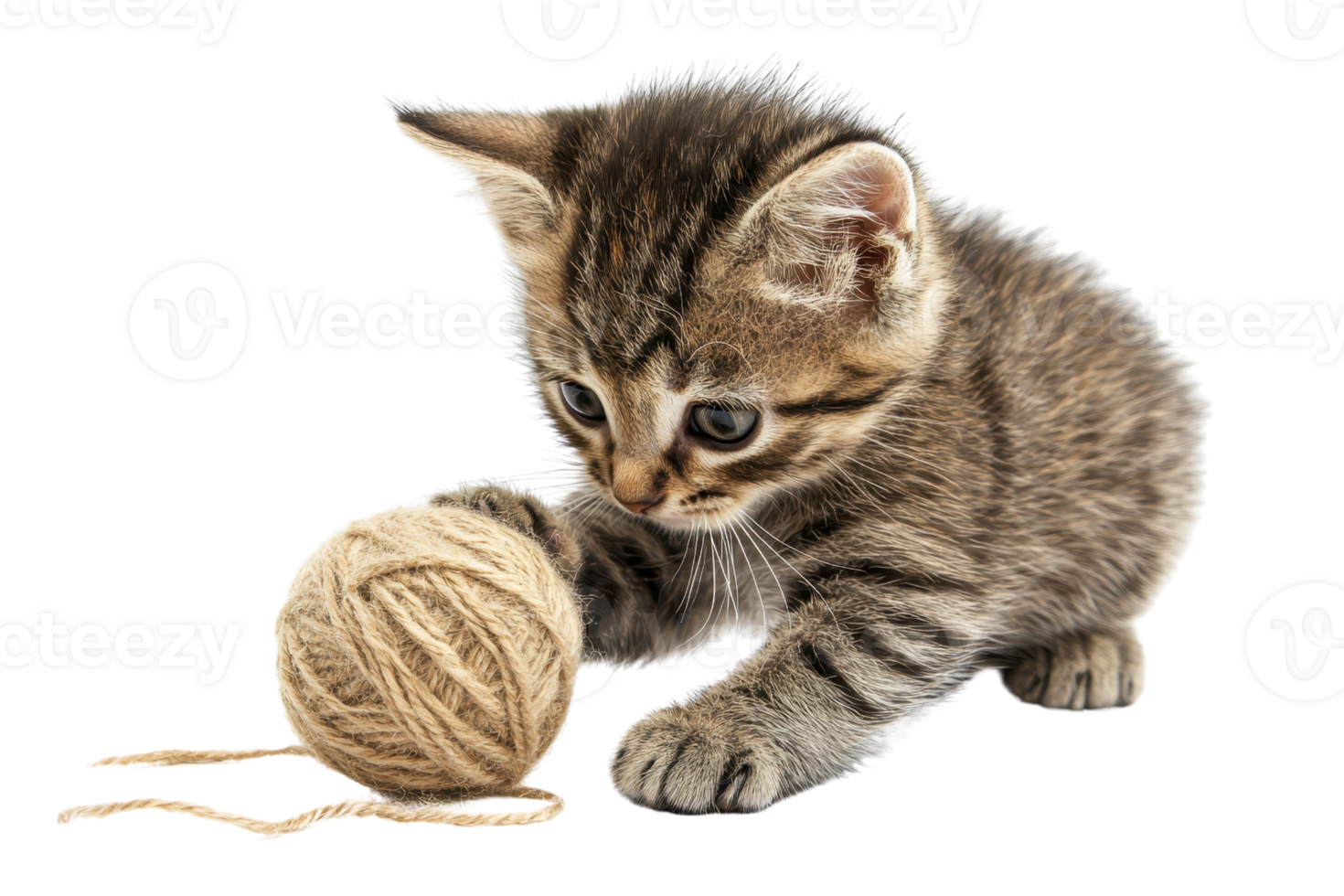 A playful kitten curiously interacts with a ball of yarn, showcasing its adorable features and inquisitive nature. png