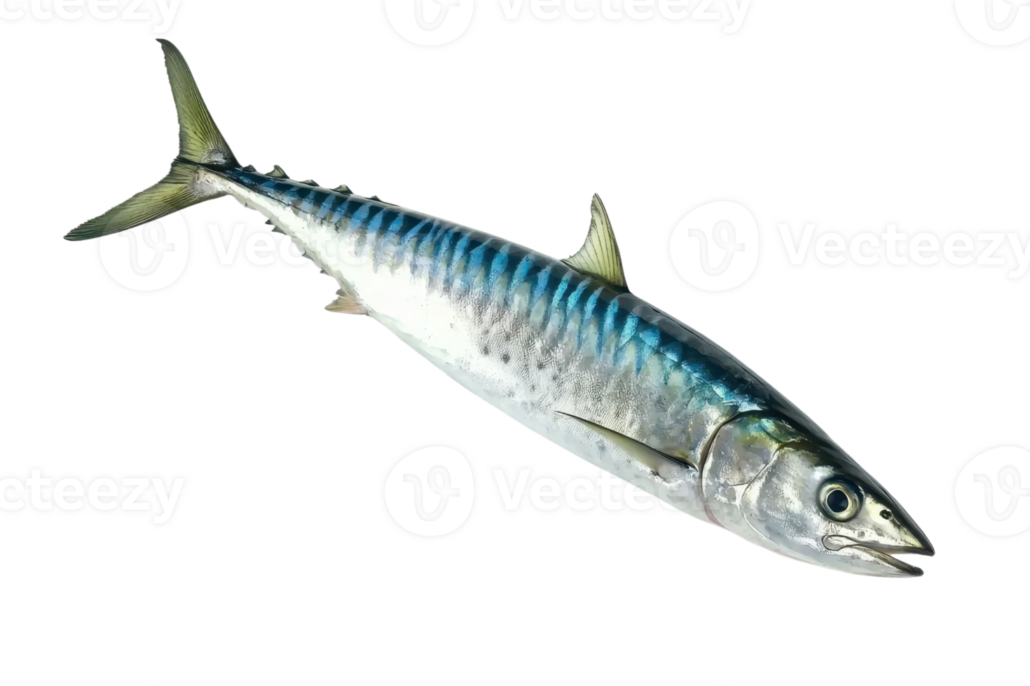 A colorful mackerel fish showcasing iridescent scales and a streamlined body. png