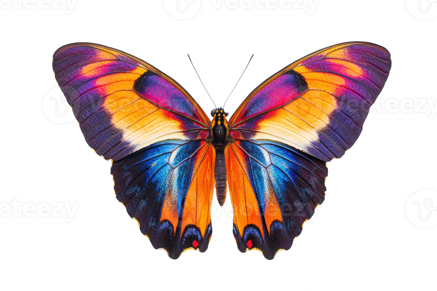 A vibrant butterfly displaying a stunning array of blue, orange, and purple colors across its wings. png