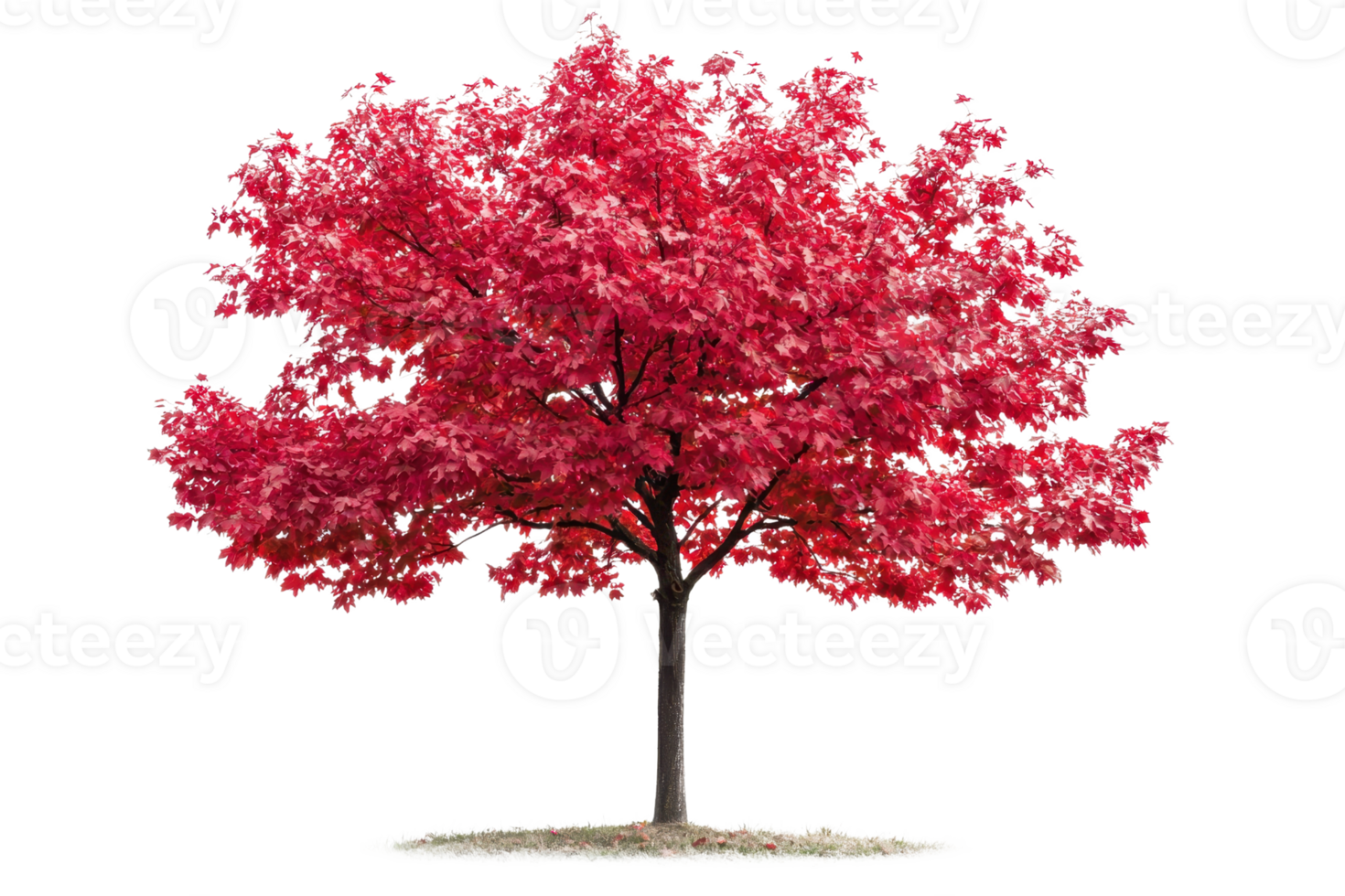 A vibrant red tree with dense foliage and a sturdy trunk. png