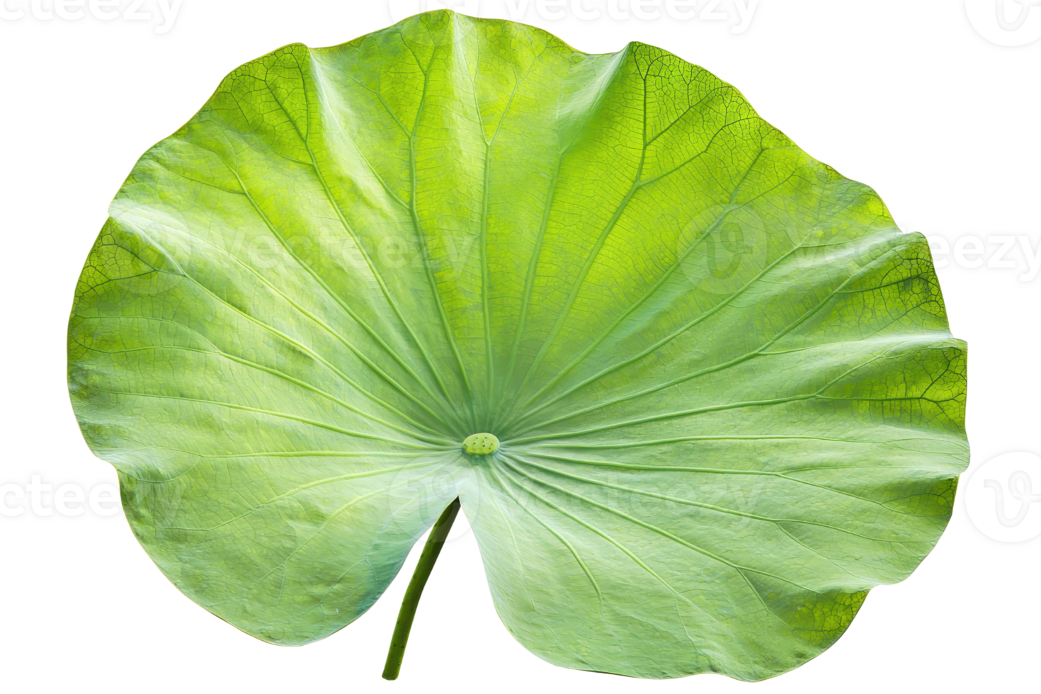 A large, vibrant green lotus leaf with prominent veins and a smooth surface. png