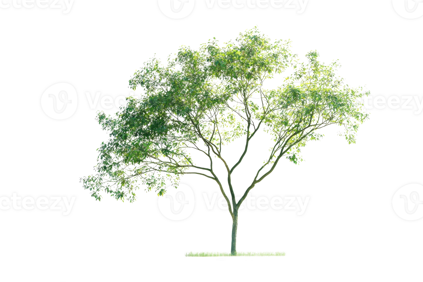 A lush green tree with a spreading canopy and slender branches, showcasing vibrant foliage and a healthy structure. png