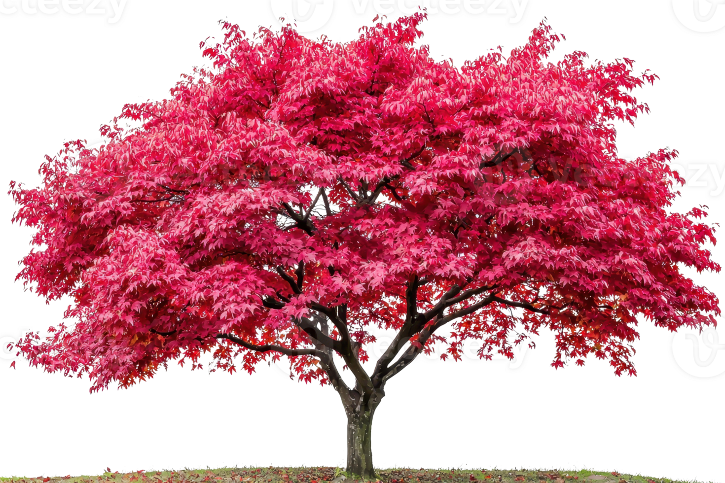A vibrant pink flowering tree with a broad, lush canopy and a sturdy trunk, showcasing its colorful blossoms in full bloom. png