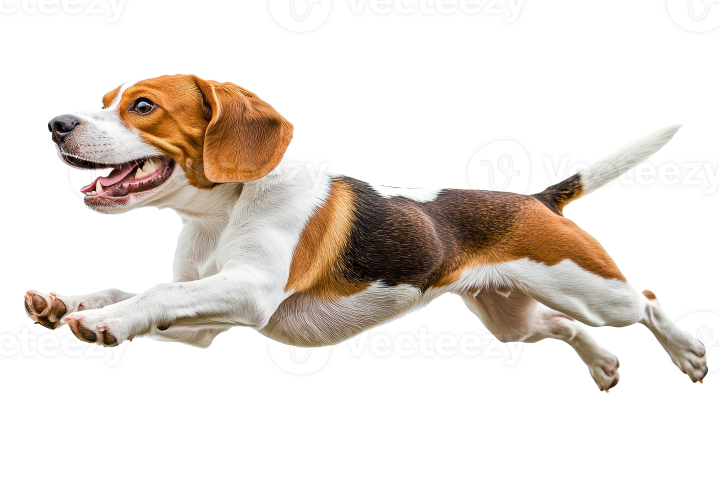 A beagle joyfully leaps through the air, showcasing its playful spirit and athleticism. png