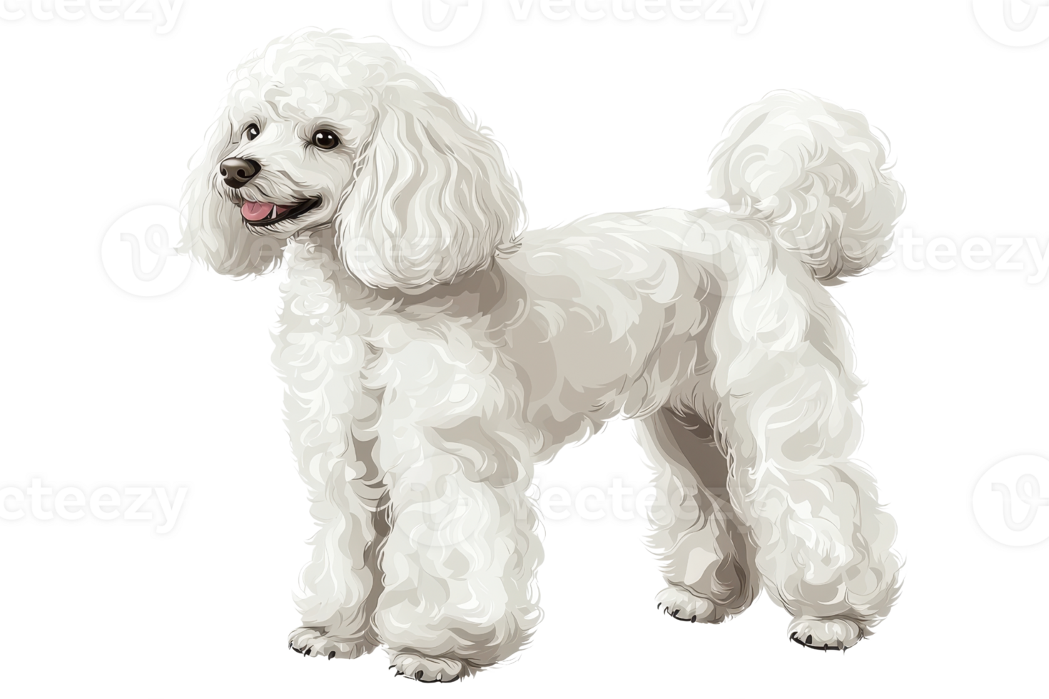 A fluffy white poodle stands proudly, showcasing its curly coat and playful demeanor. png