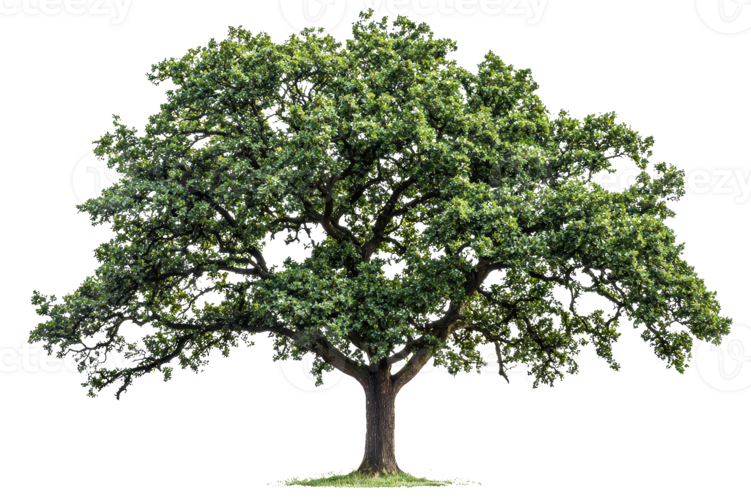 A lush green tree with a broad canopy and sturdy trunk, showcasing vibrant foliage. png