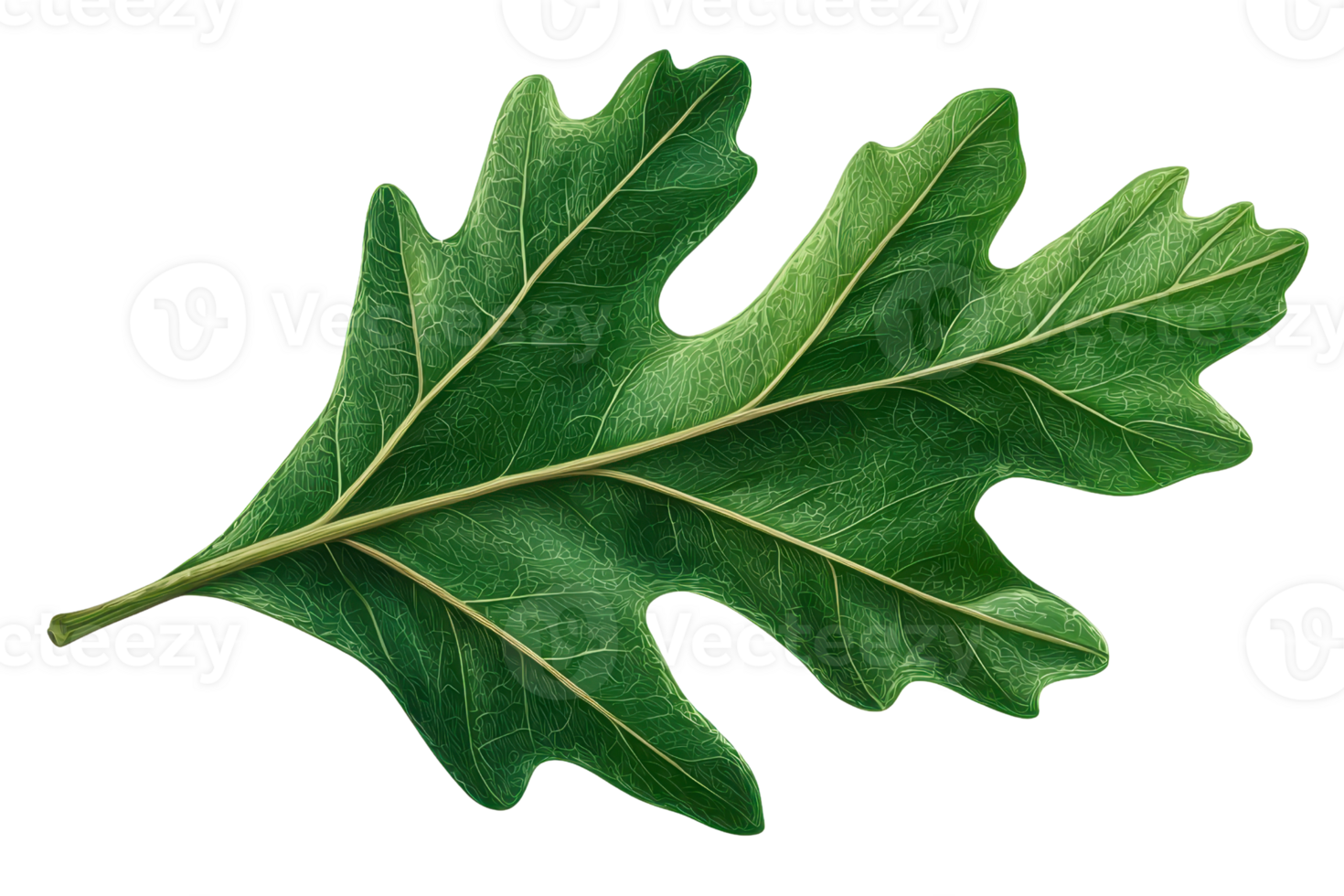 A vibrant green oak leaf with distinct lobes and veins, showcasing its natural texture and color. png