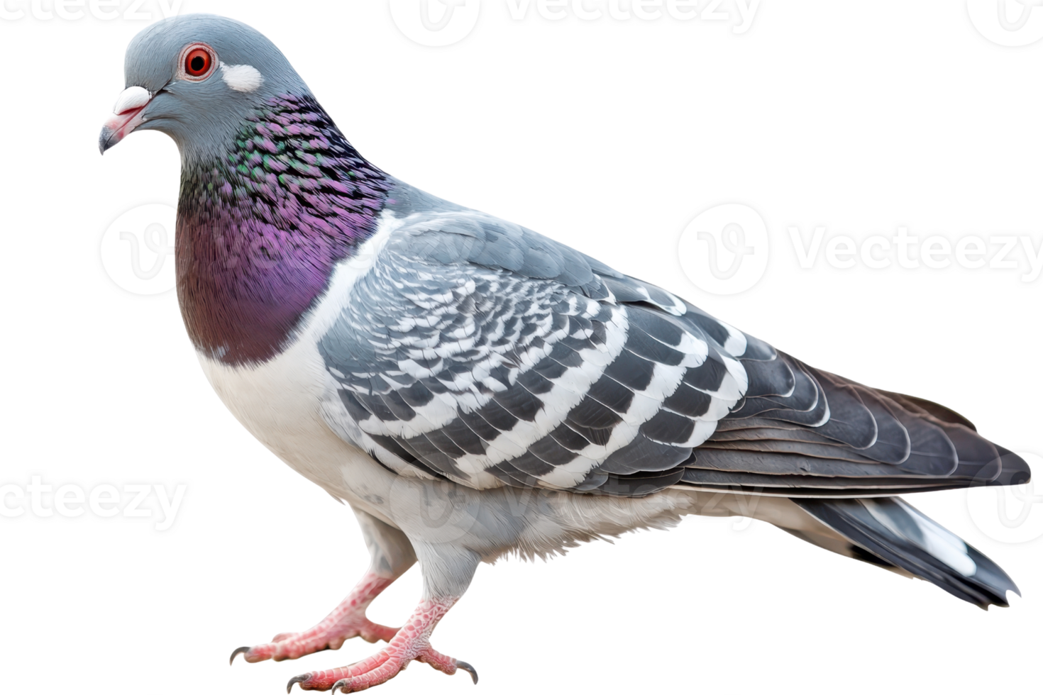 A detailed pigeon with a gray body, striking purple neck, and distinct black and white markings on its wings, standing on its feet. png