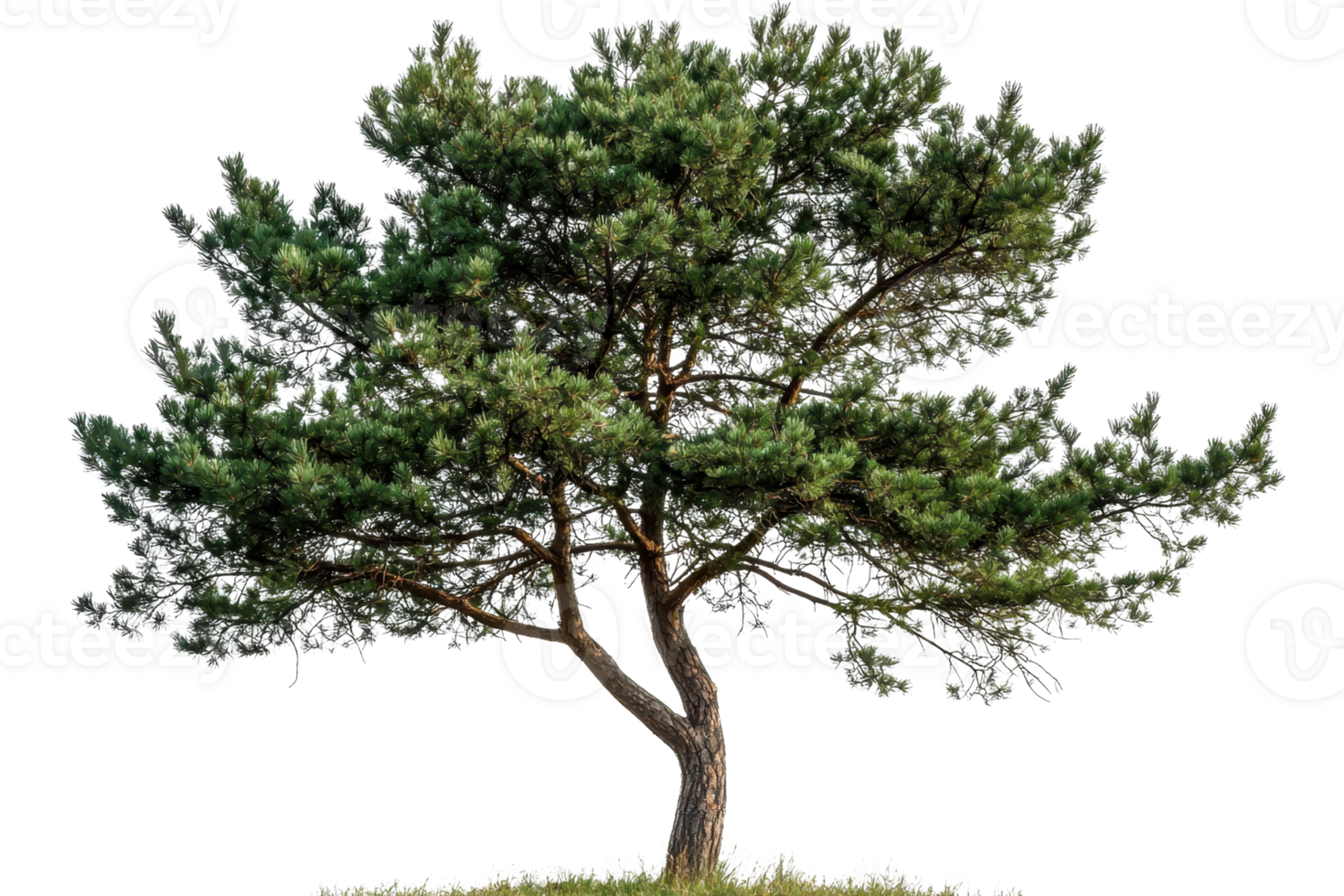 A lush, green tree with a textured trunk and sprawling branches, showcasing vibrant foliage and a natural form. png