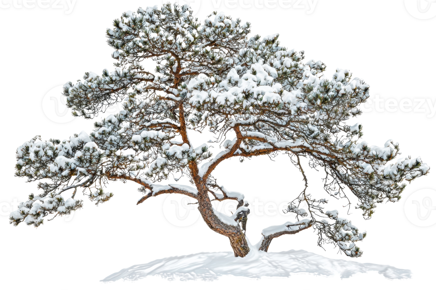 A snow-covered pine tree with a gracefully curved trunk and lush green needles. png