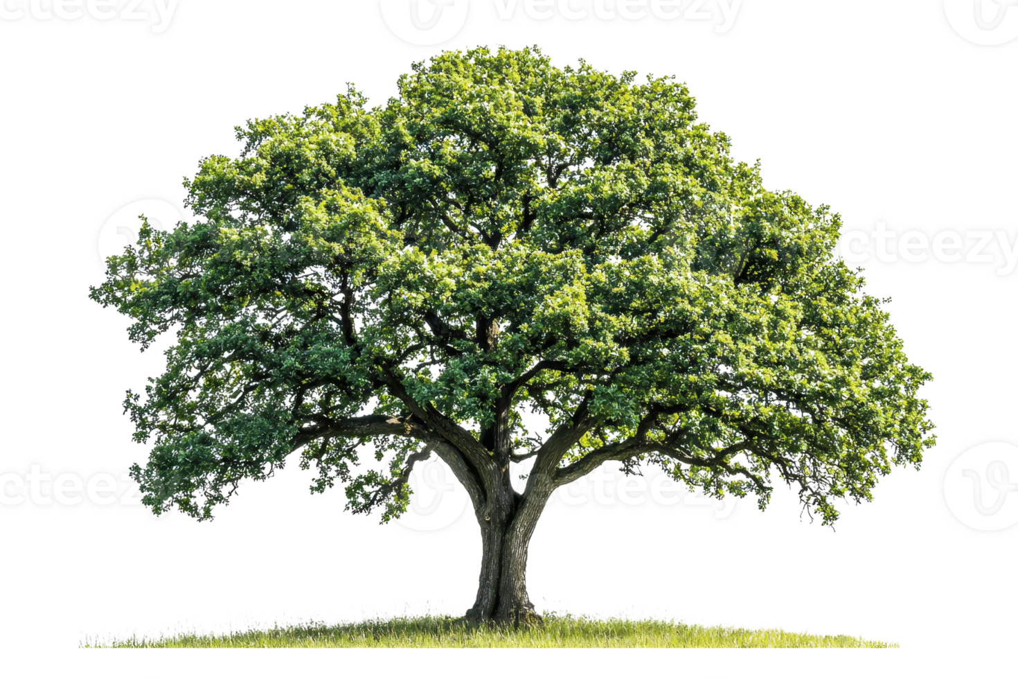 A lush, green tree with a broad canopy and thick trunk, showcasing vibrant foliage. png
