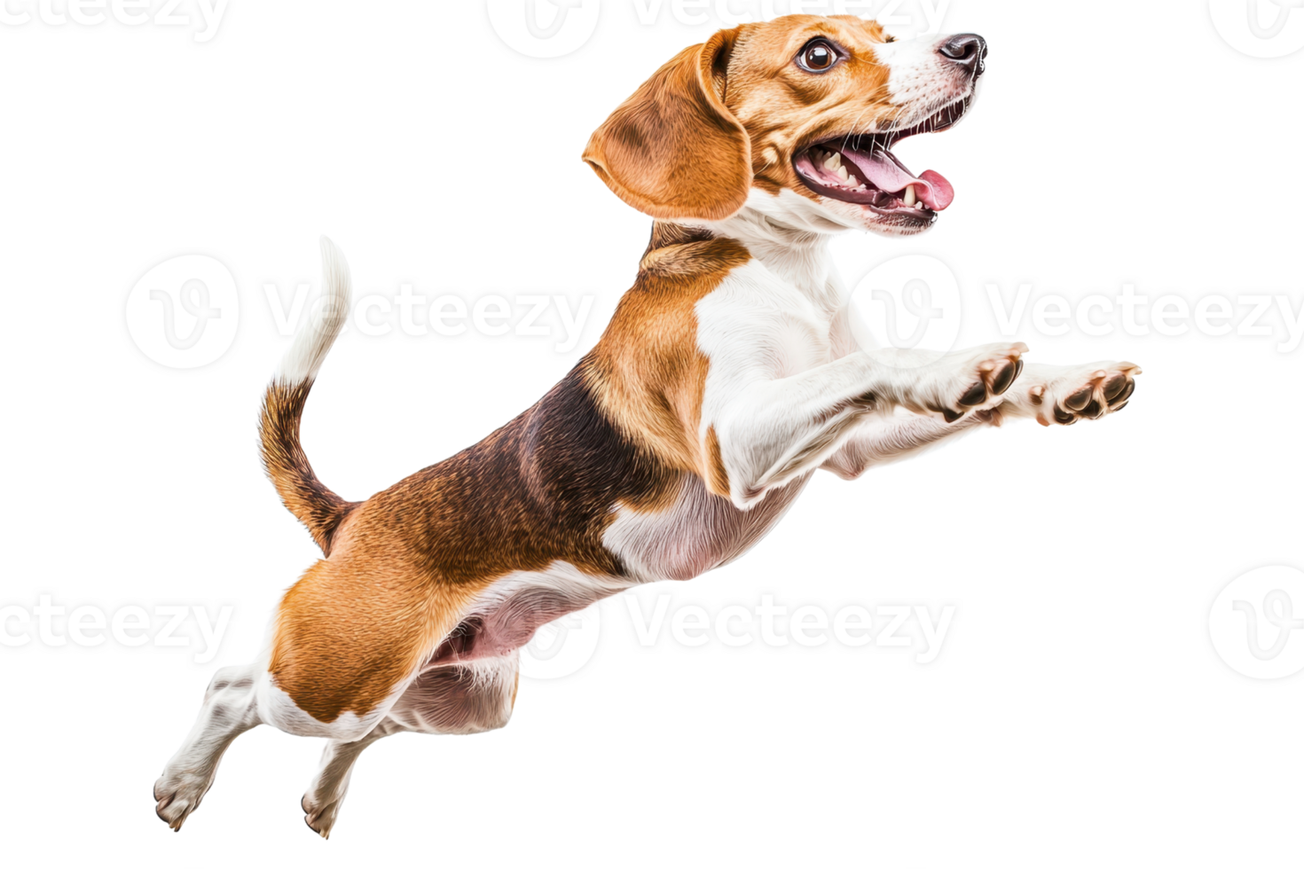A playful beagle dog leaps joyfully, showcasing its athleticism and enthusiasm. png