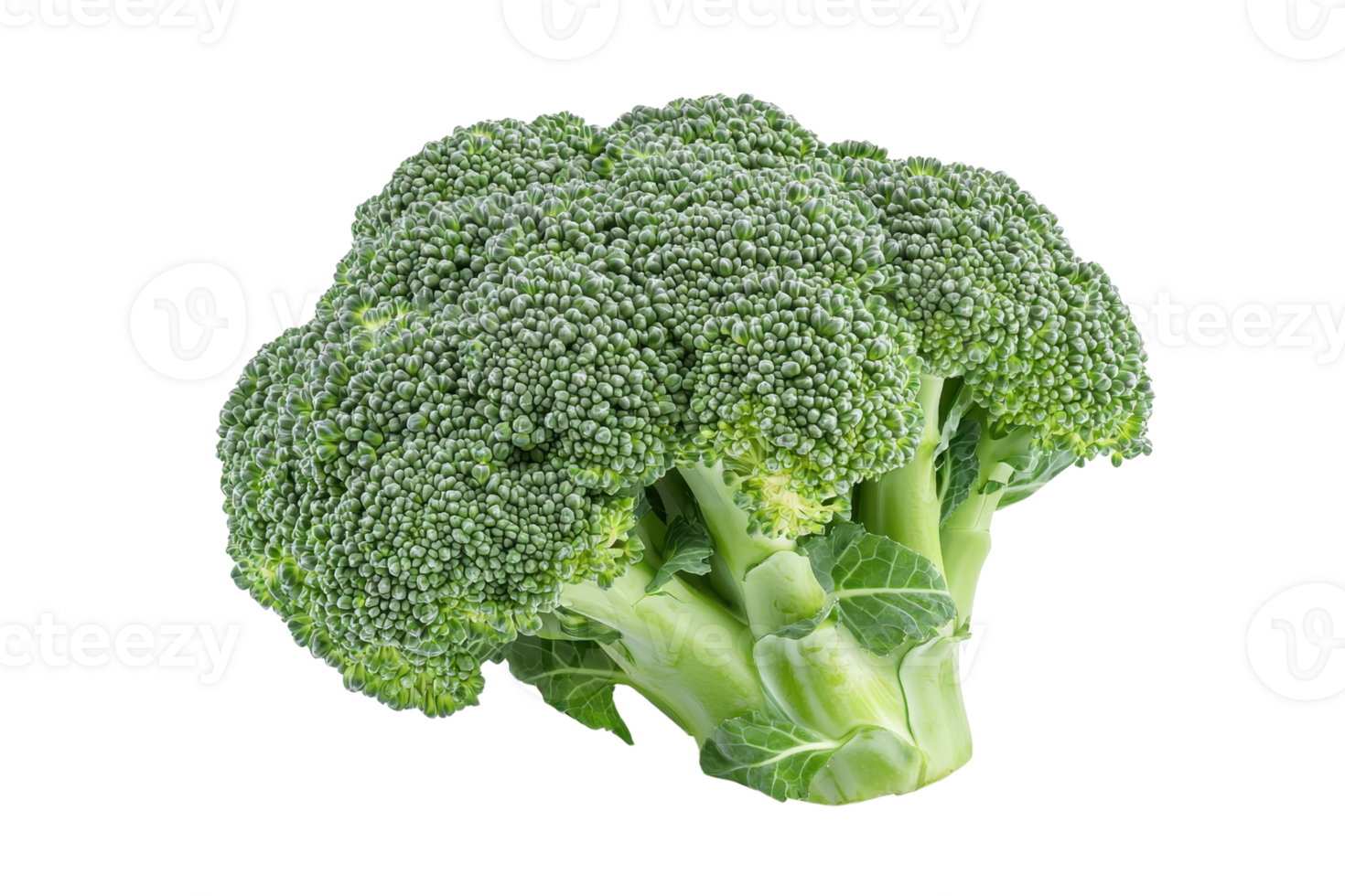 Fresh green broccoli with a dense, tree-like structure, showcasing vibrant florets and a thick stem. png