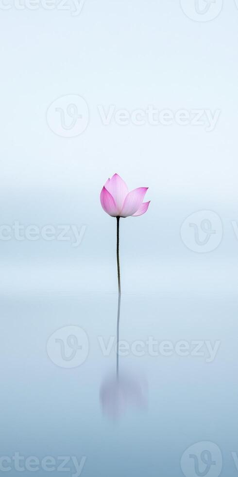 Serene lotus in soft pink hues reflecting on tranquil water surface photo