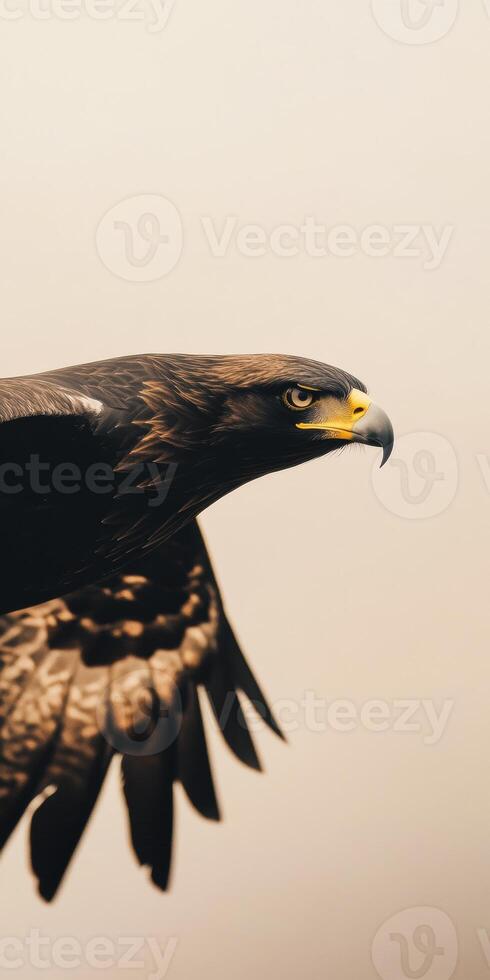Graceful minimalist side angle capture of black eagle in mid flight photo