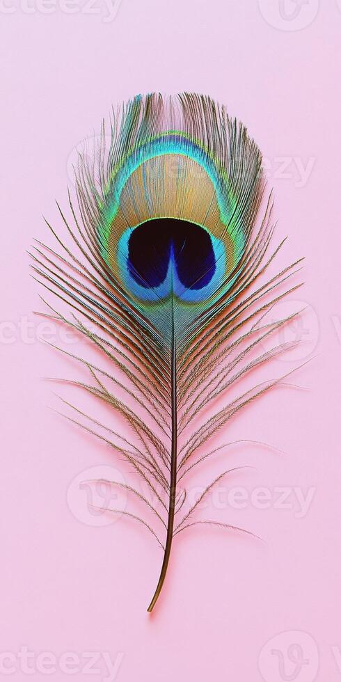 Vibrant peacock feather on pastel pink background for elegant decor and design photo