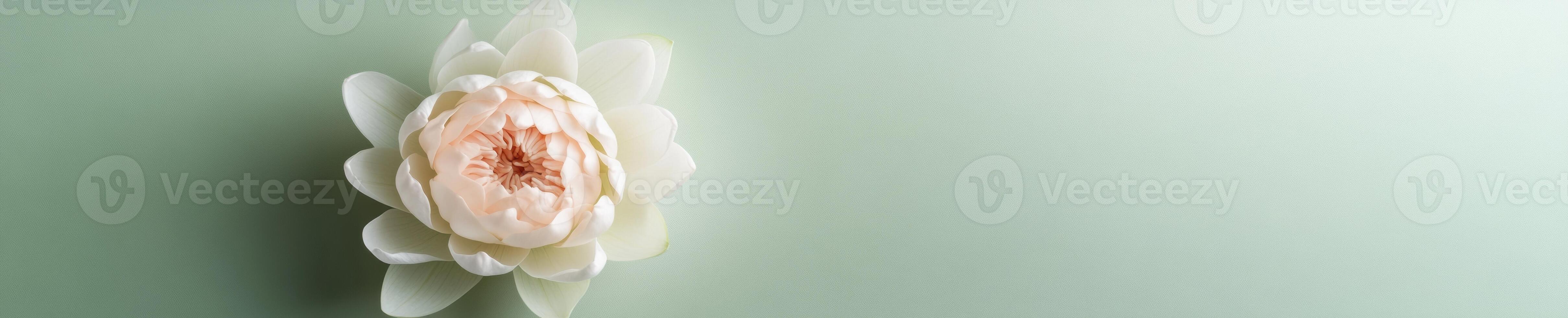 Serene top down view of delicate lotus flower on soft green background for nature design photo